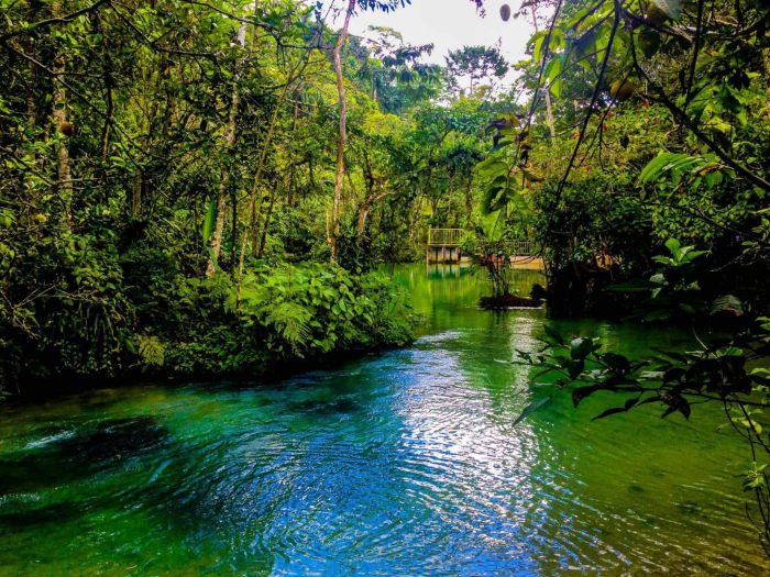 Selva de Tarapoto